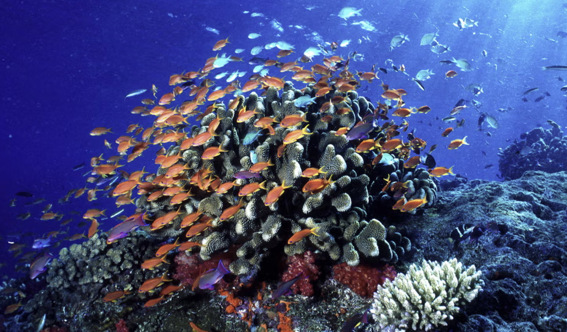50 countries pledge to protect at least 30% of world’s land and oceans by 2030